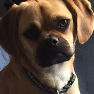 Meet your Posher, Annie